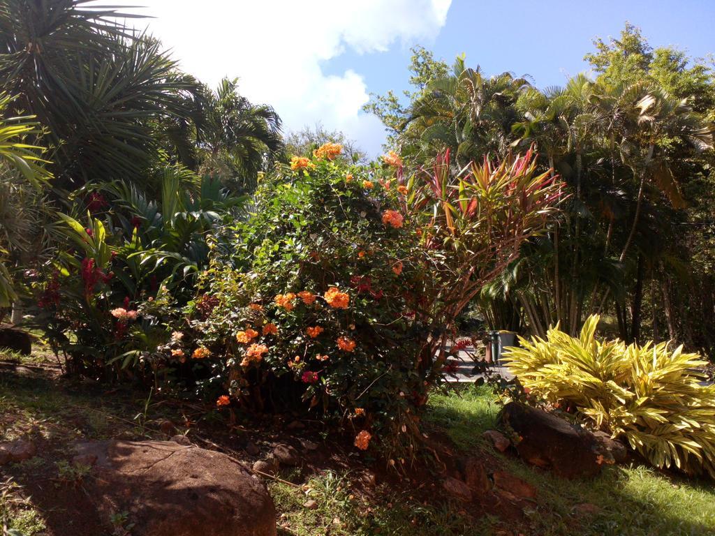 Vila Oasis De Grande Anse Deshaies Exteriér fotografie